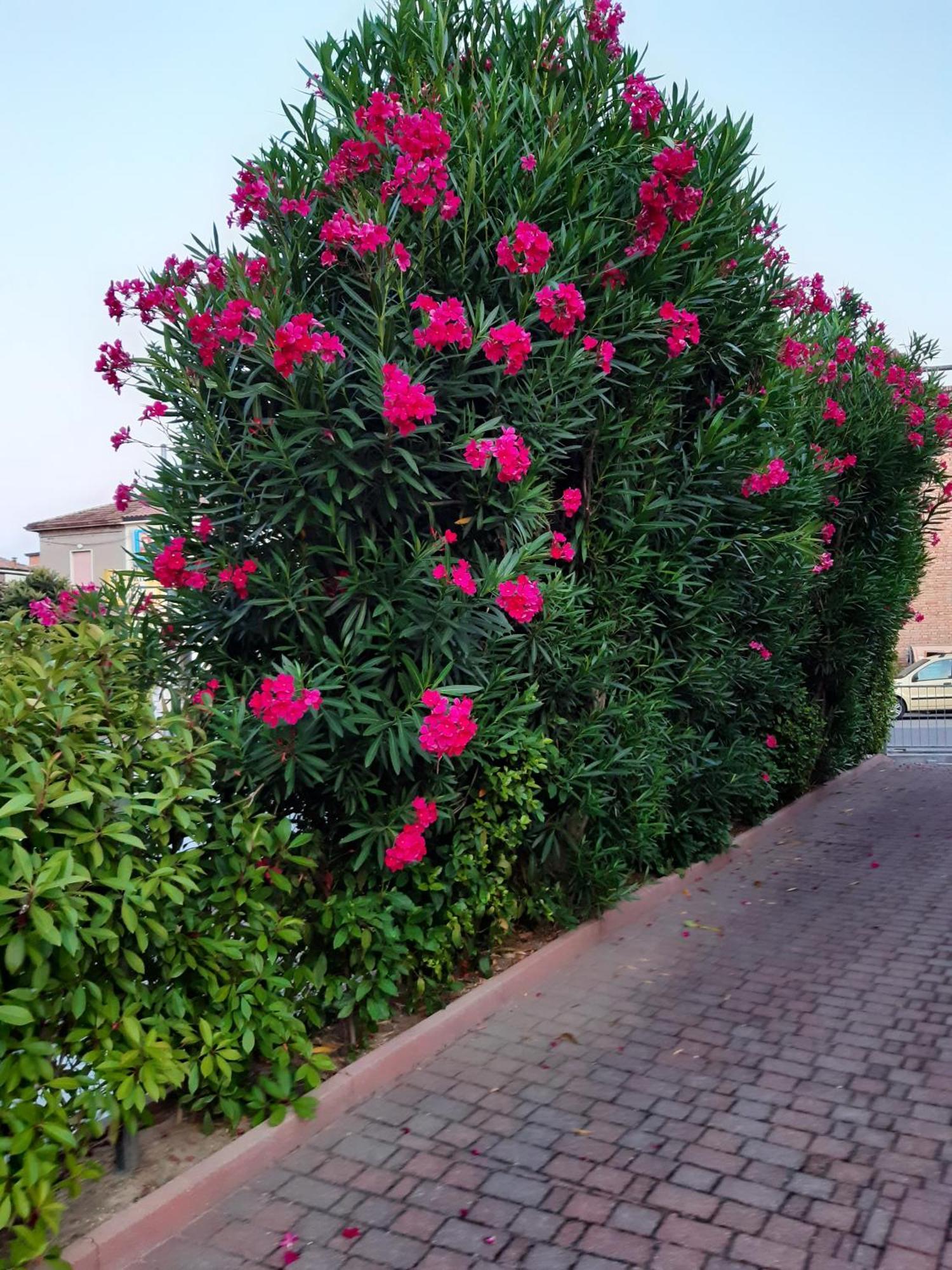 La Casina Bed & Breakfast Gambettola Екстериор снимка